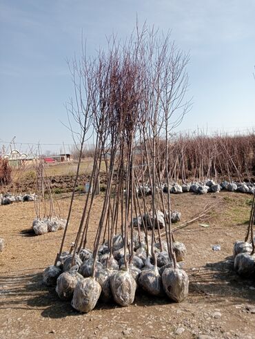 Şitillər: Toptan ve perakende formada yasil ve meyve agaclarin satisi🌴🌳🌱🍃 -da lalafo.az — 6 Şitillər: Toptan ve perakende formada yasil ve meyve agaclarin satisi🌴🌳🌱🍃 — 6