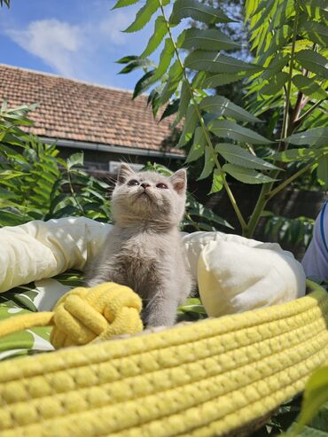 Коты: Шикарный Чистопородный Британский мальчик с плюшевой шерстью и плоской