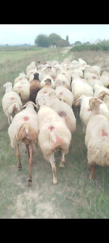 Qoyunlar, qoçlar: Dişi, il: 1, 50 kq, Damazlıq, Ünvandan götürmə — 15