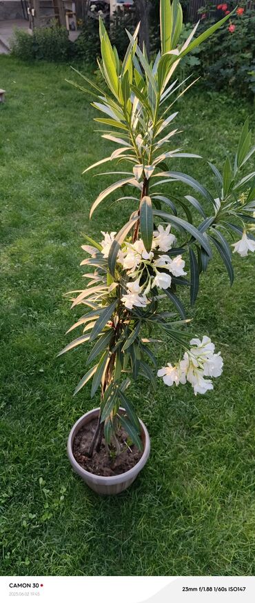 Садовые цветы и кустарники: Саженцы цветка — 2