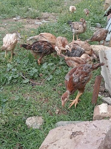 qırğı quşu: Göyərçinlər
