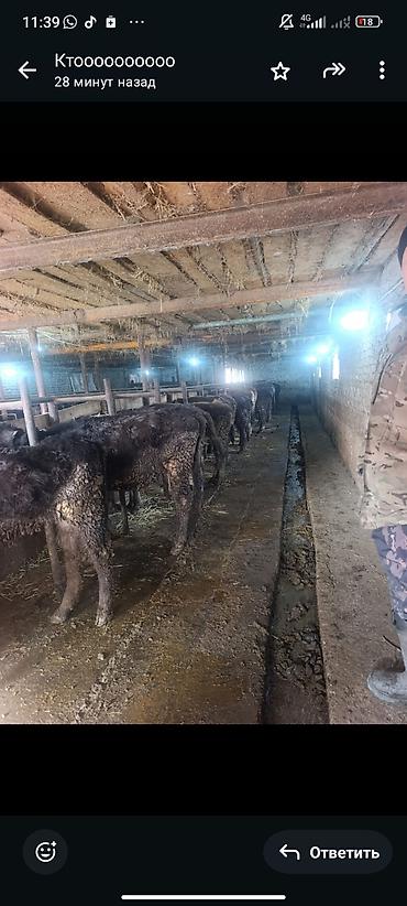 Коровы, быки: Продаю | Тёлка | На откорм | Привязанные — 13