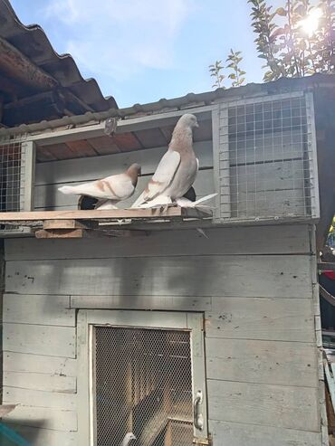 собачий дом: ПРОДАЮ ТРИ ТАСМАНА. ДВА ГОЛУБЯ, ОДНА ГОЛУБКА. ВСЕХ СРАЗУ ЗА 1500 СОМ