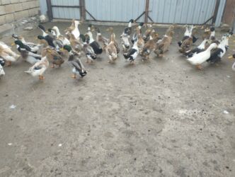 Ördəklər: İsdeye görə dəyişir .Müddəti isdeses təmizlənmiş de -da lalafo.az — 7 Ördəklər: İsdeye görə dəyişir .Müddəti isdeses təmizlənmiş de — 7