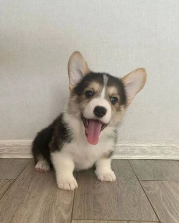 İtlər: Korgi, 2 ay, Erkek, Sənədli, Pulsuz çatdırılma — 17