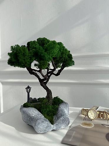 Декоративные цветы: В переводе с японского Бонсай означает «дерево, выращенное в блюде» — 68