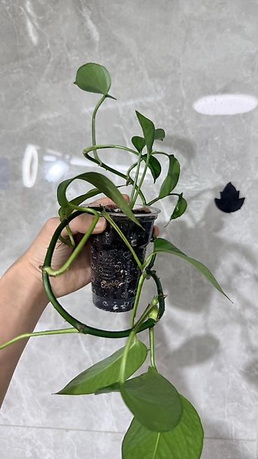 Монстеры: Монстера Тайское Созвездие 3 горшка по 1000с Посажены в хороший — 11