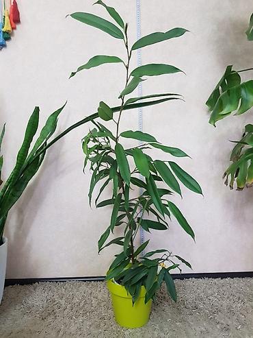 Монстеры: Продаются комнатные растения. Выращенные в домашних условиях и — 12