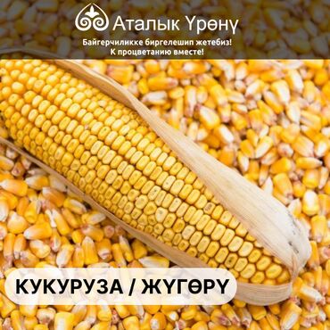 продам семена кукурузы: Семена и саженцы Кукурузы, Самовывоз, Платная доставка