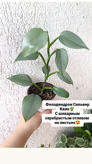 декоративные листья: Продаю свои Комнатные растения 🪴 🌺 1) Филодендрон Silver Queen — 1