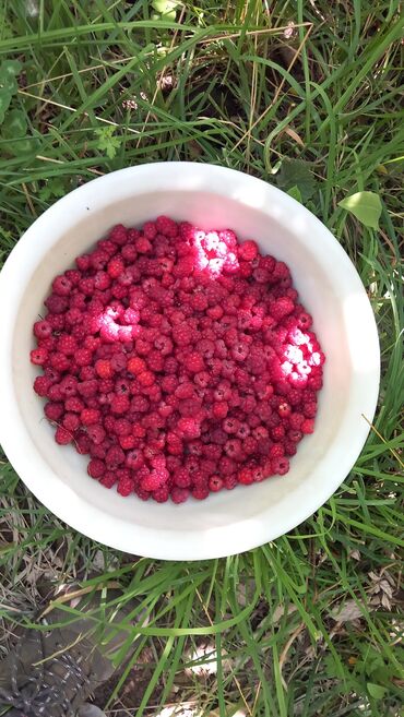 цена мясо в бишкеке сегодня: Продаю малину село чон жаргылчак