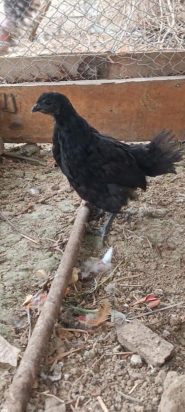 astroloq: ❗Təcili satiram❗ayam cemani ilə astroloq qarişiği 2 xoruz 1 fere — 5