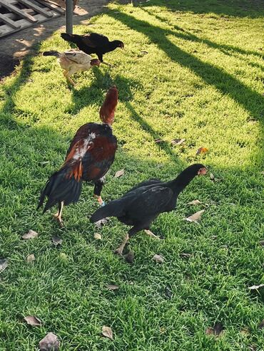 Yumurta: Heyratı yumurtaları satılır Sosyet cinsi fərələrdi — 8