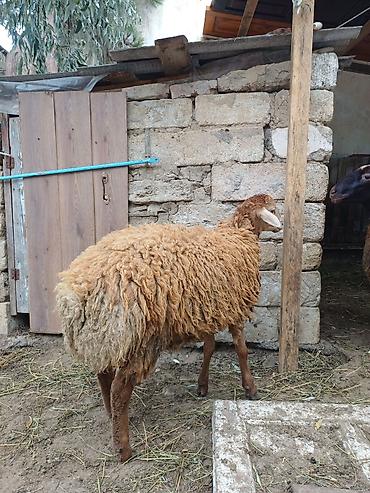 dişi quzu: Dişi, il: 8, 45 kq, Damazlıq, Ödənişli çatdırılma — 5