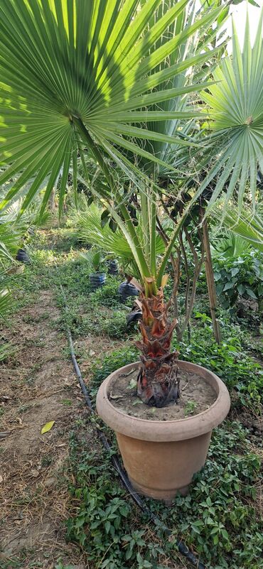 Ağaclar: Vaşınqton palma ağacları satılır qiymətlər palmaya görə dəyişir 10 -da lalafo.az — 2 Ağaclar: Vaşınqton palma ağacları satılır qiymətlər palmaya görə dəyişir 10 — 2