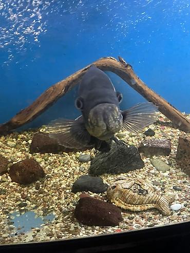 купить аксолотль: Астронотус «Тигровый/Вуалевый оскар» (Astronotus ocellatus), крупная — 3