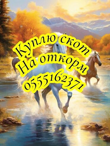 оптом койлор сатылат: Сатып алам | Уйлар, букалар, Жылкылар, аттар | Күнү-түнү, Бордоп семиртүү үчүн, Өзү алып кетүү