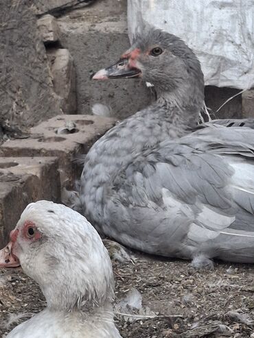 Птицы: Индоутка (Шипуны) Тяжёлая Линия. Тяжёловесы. Окрасы Лаванда — 4