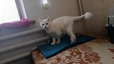 няня для кошек: Домашняя передержка . Только Кошечек!!!! собачек не берём - — 3