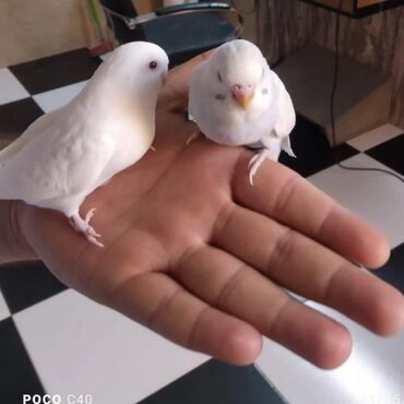 Tutuquşları: Tamamilə ağ rəngdə