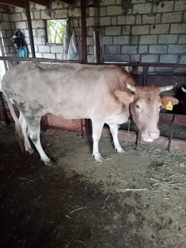 Qoyunlar, qoçlar: Məhsul: Qoyun və inək təsərrüfatı heyvanları - Şəkillərdə fərqli rəng — 5