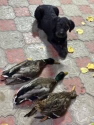 королевский дог: Курцхаар 4 месяцаохотничья