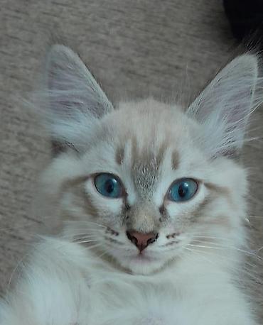 Котенок мальчик, родился 2 августа. Ласковый, игривый дружелюбный