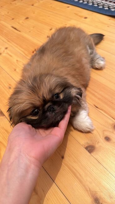 pekines: Pekines, 2 ay, Erkek