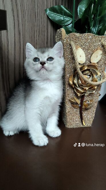 шиншилла котенок: Шиншилла