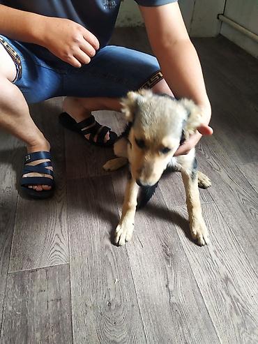 Продажа собак: 3 года, Самка — 11