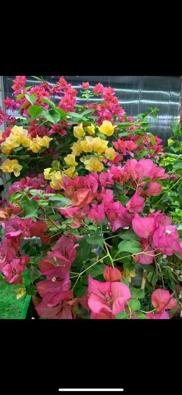 Бегонии: Бугенвиллия в горшке (разные окраски прицветников) - Вид — 4