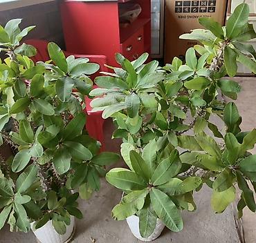 Молочаи: Молочай Милля (Euphorbia milii), крупные взрослые растения в — 3
