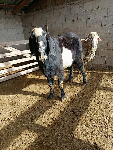 Козы, козлы: Продаю | Козёл (самец) | Для разведения | Осеменитель — 12