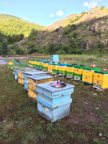 Bal: Kəlbəcər balı – dağ-çiçək və yaylaq balı, həmçinin çökə (linden) balı -da lalafo.az — 7 Bal: Kəlbəcər balı – dağ-çiçək və yaylaq balı, həmçinin çökə (linden) balı — 7