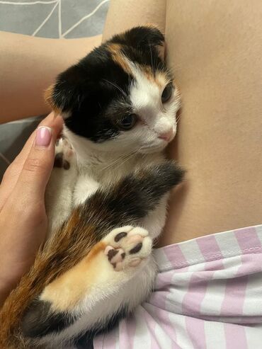 кошки в хорошие руки: Кошка даром: Скотиш Фолд (Шотландская вислоухая), 4 месяца, Девочка