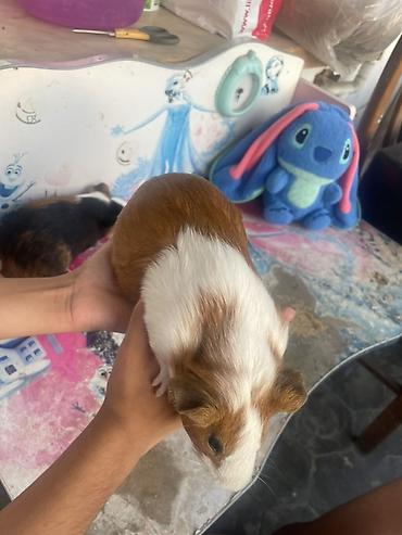 deniz donuzcugu: Deniz donuzcugu ( morskaya svinka) (guinea pig) - Növ: Kobay (guinea — 3