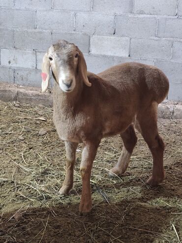 Бараны, овцы: Продаю | Баран (самец) | Для разведения | Племенные — 8