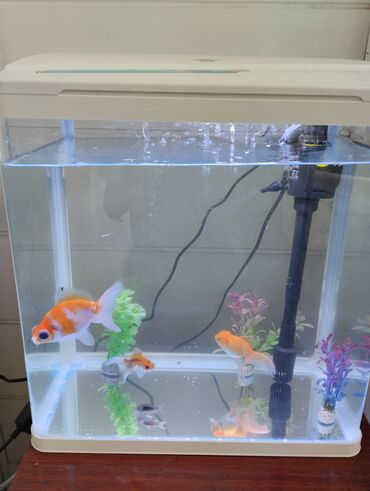 балык гриль бишкек: Продаю аквариум с рыбками, аквариум почти новый