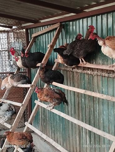 Продаю | Куры | Домашняя | Для разведения