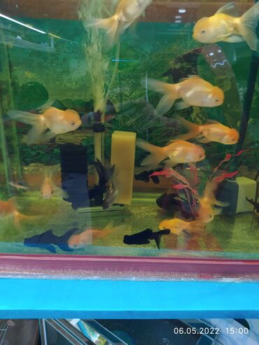 Рыбы: Рыбы — 10