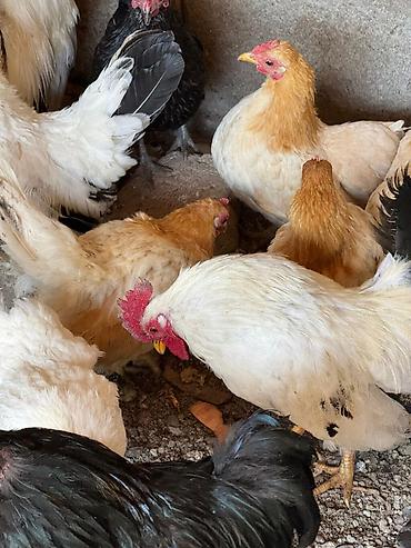 Птицы: На продажу Оптом Количество 22 штуки. Яйца несут. Возраст прошлого — 5