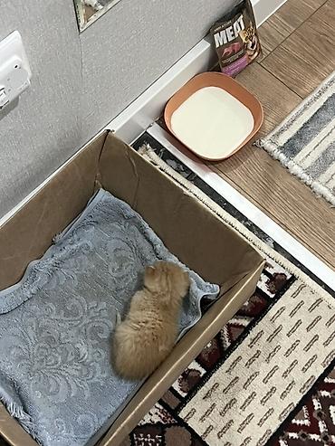 кролики калифорния купить: Кошка даром: Беспородная, 1 месяц, Мальчик — 3