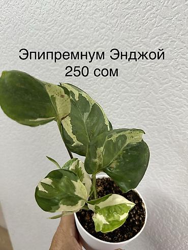 кошка арча бешик: Укорененные черенки/отростки. Адрес 8 мкр — 10
