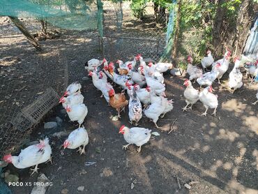 Serbrist toyuqlar satılır,həm ətlik həmdə yumurtalıq, 10-11 ayın