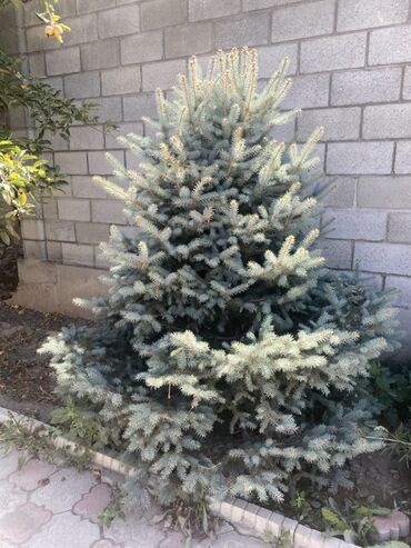 продаю ель: Ель голубая (Picea pungens, Blue Spruce) - Декоративная хвойная с