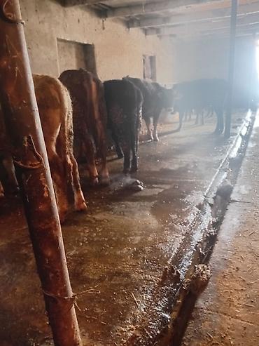 Коровы, быки: Продаю | Бык (самец) | На откорм — 4