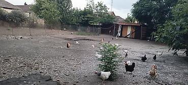 Torpaq sahələrinin satışı: 3 sot, Tikinti, Barter mümkündür, Kupça (Çıxarış) -da lalafo.az — 2 Torpaq sahələrinin satışı: 3 sot, Tikinti, Barter mümkündür, Kupça (Çıxarış) — 2