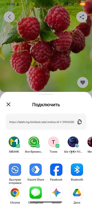 королевский мёд: Малина Оптом — 1