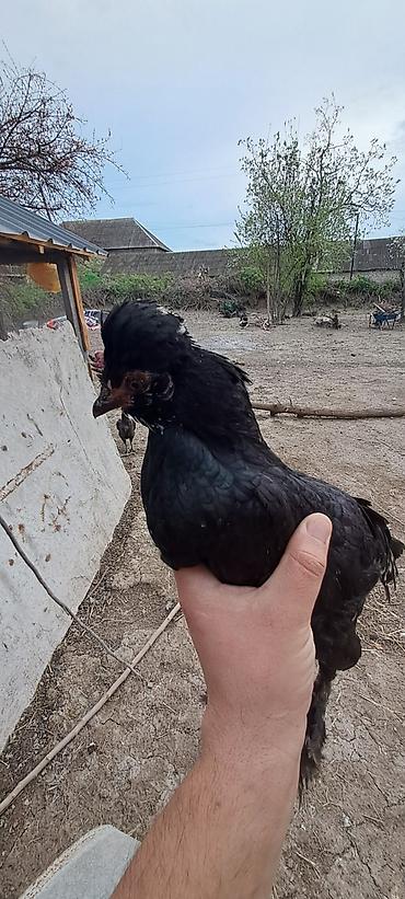 Toyuqlar: Toyuq, Damazlıq — 7