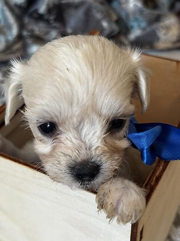 İtlər: Pudel, 2 ay, Erkek, Ödənişli çatdırılma — 23